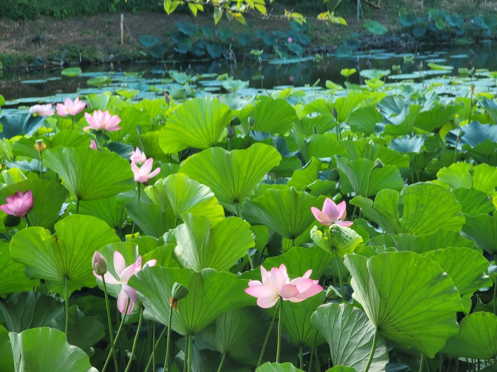 青森 弘前城のお堀の蓮の花