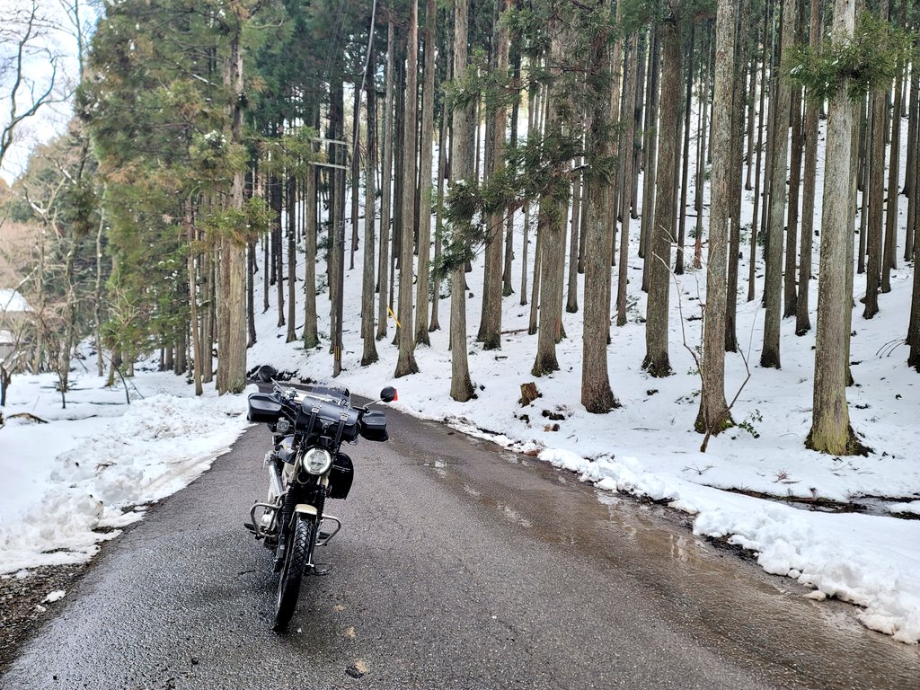 舗装道路の両側が雪に覆われた杉林の中を走るハンターカブ