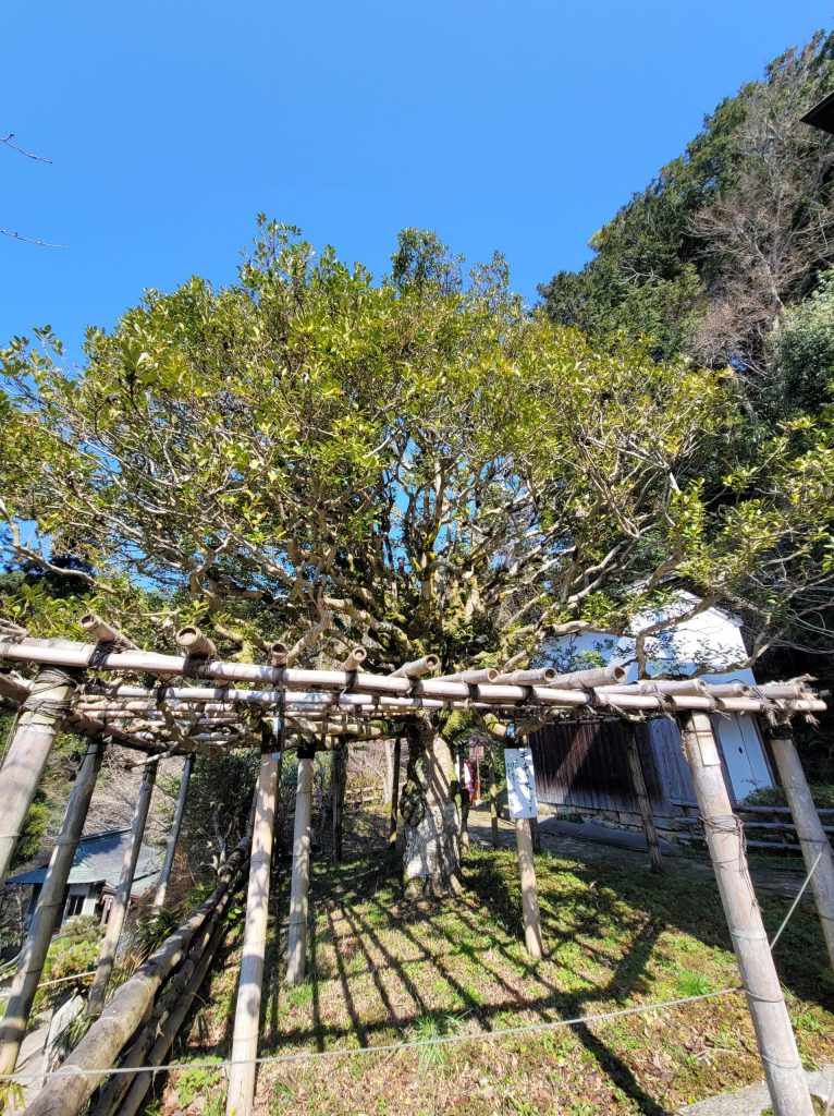 竹生島 豊臣秀頼ゆかりの樹齢400年のもちの木
