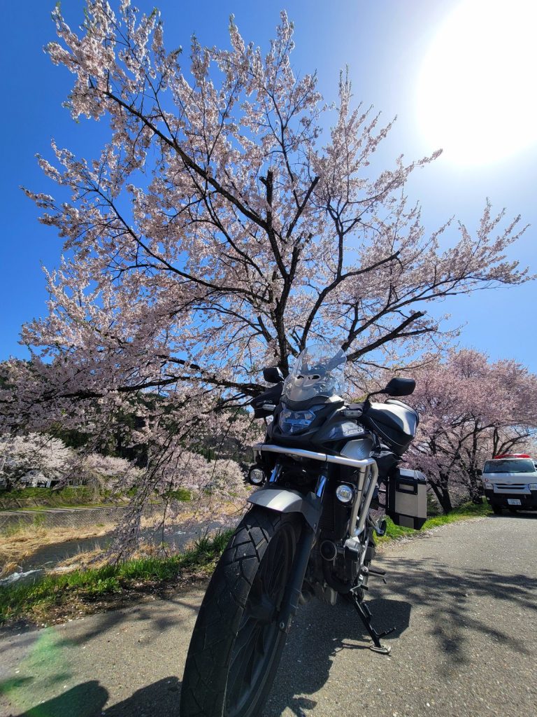 桜並木とバイク 2