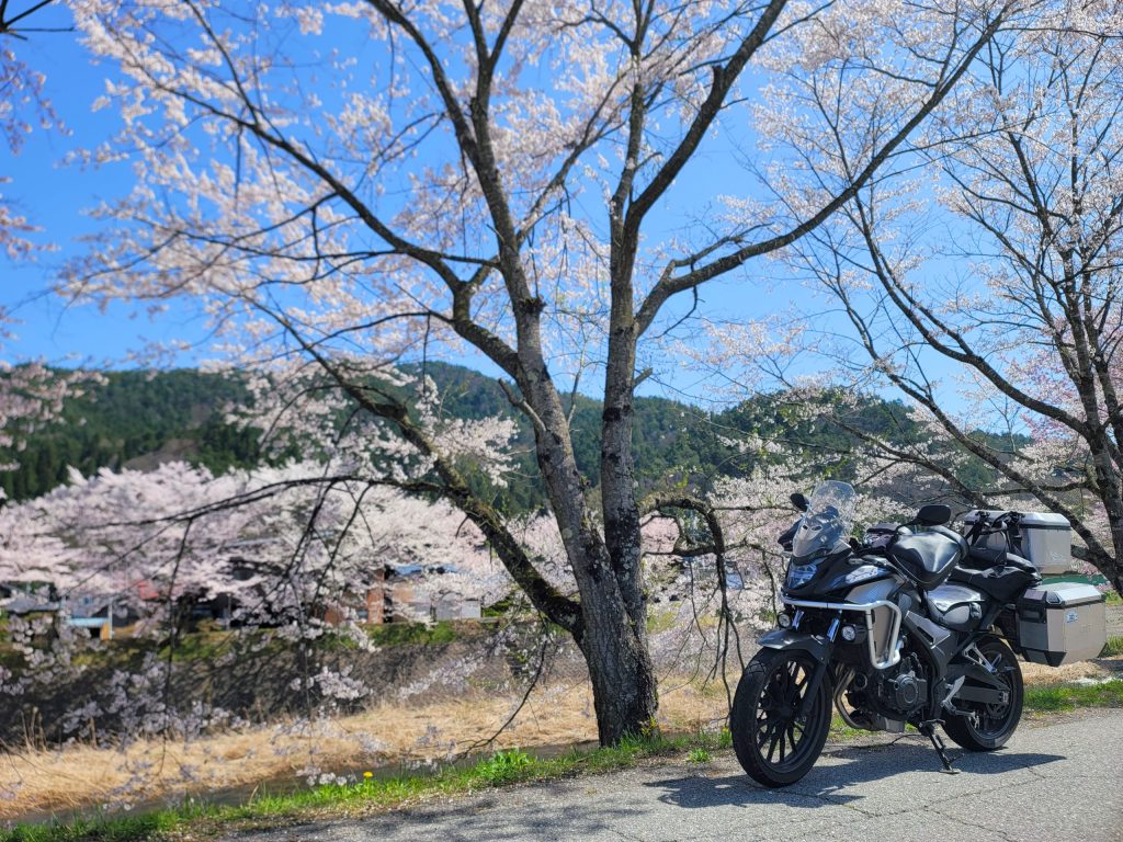 桜並木とバイク1