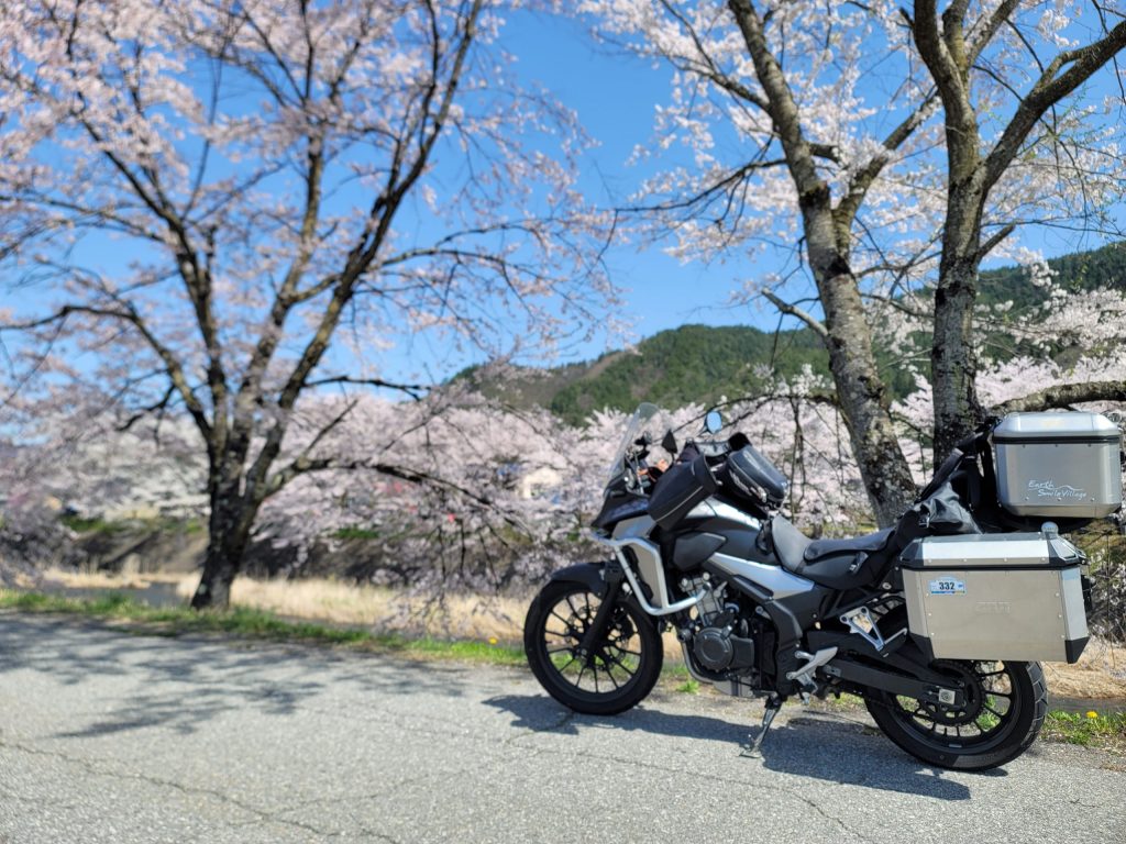 桜並木とバイク3