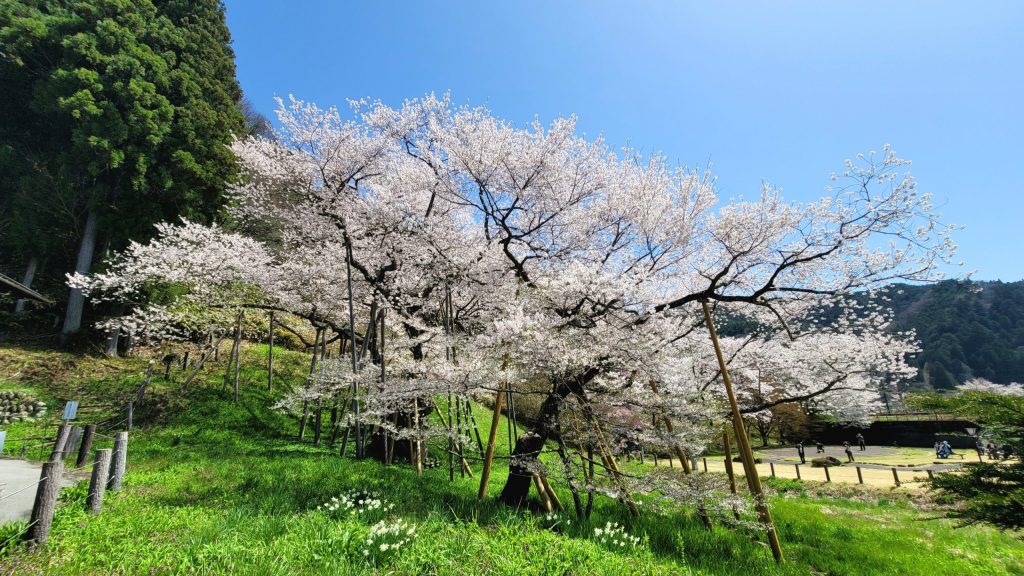 高山の臥龍桜