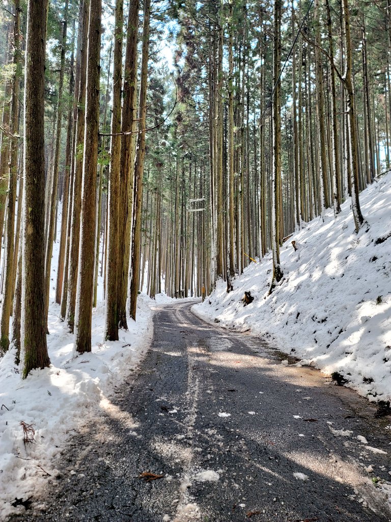 シャーベット状に凍結した道と両側の雪の杉林、旧花背峠手前の危険な山道