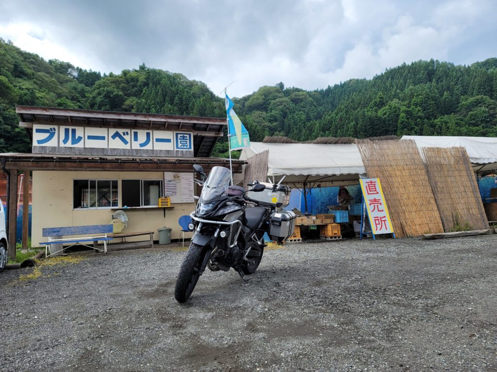 ブルーベリー園