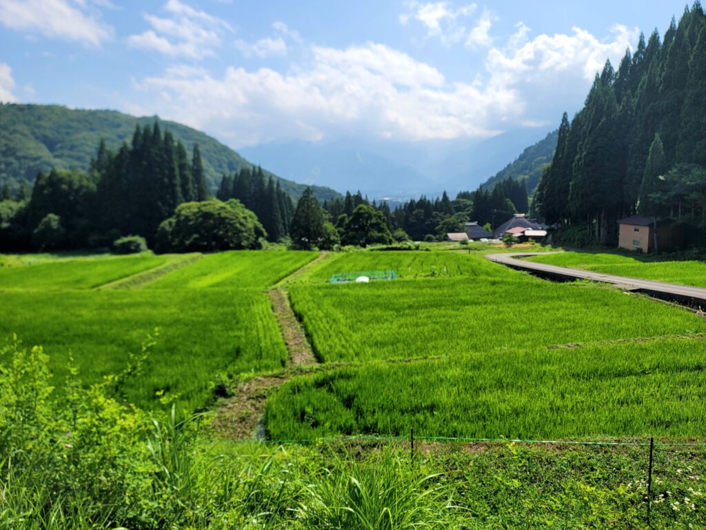 棚田