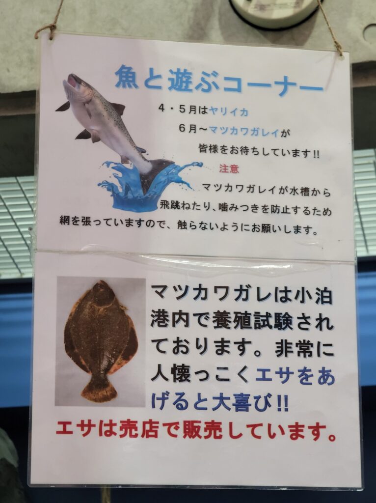 道の駅こどまり カレイのエサやり