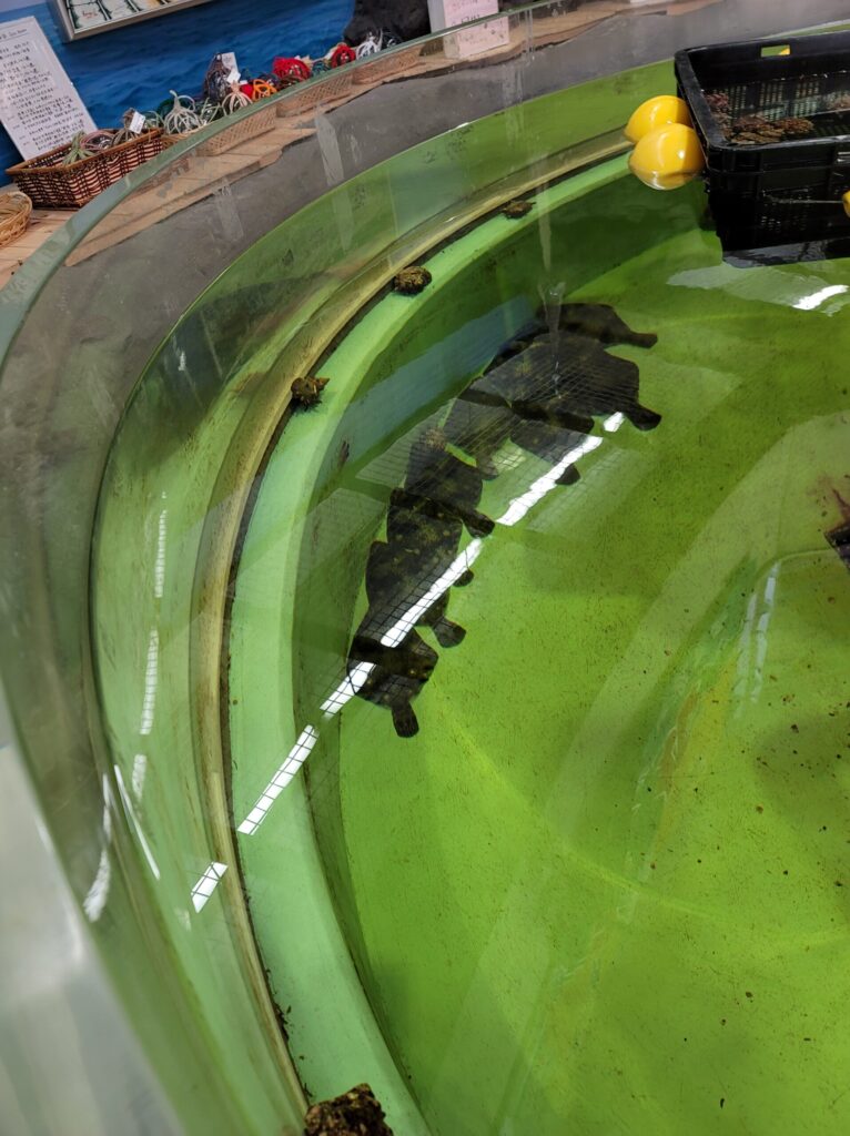 青森県津軽半島の道の駅小泊の水槽で泳ぐカレイたち。エサやり体験ができ、ひとなつっこい姿が見られる