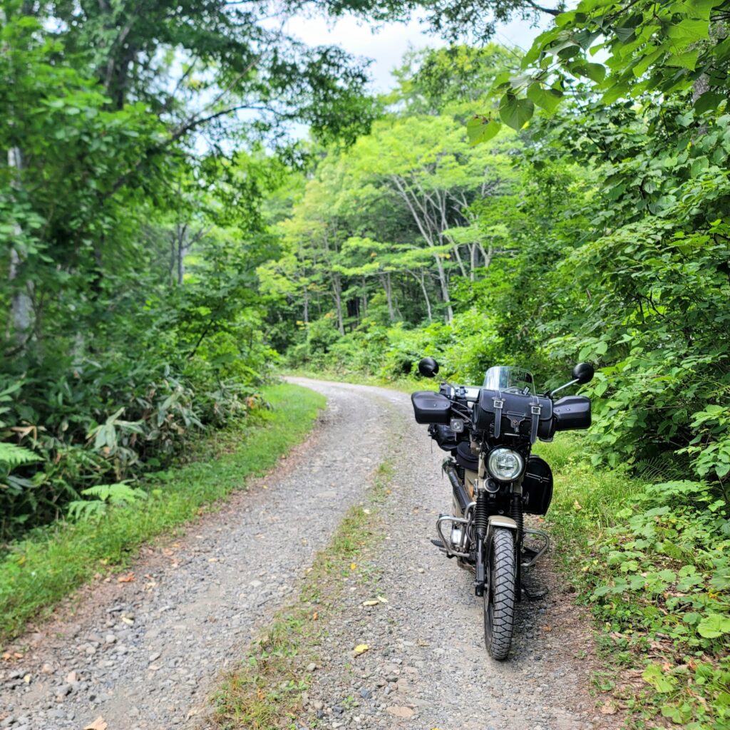 妙高小谷線、新潟県の林道で、両側に木立が広がる道にハンターカブを停めて撮影した写真。