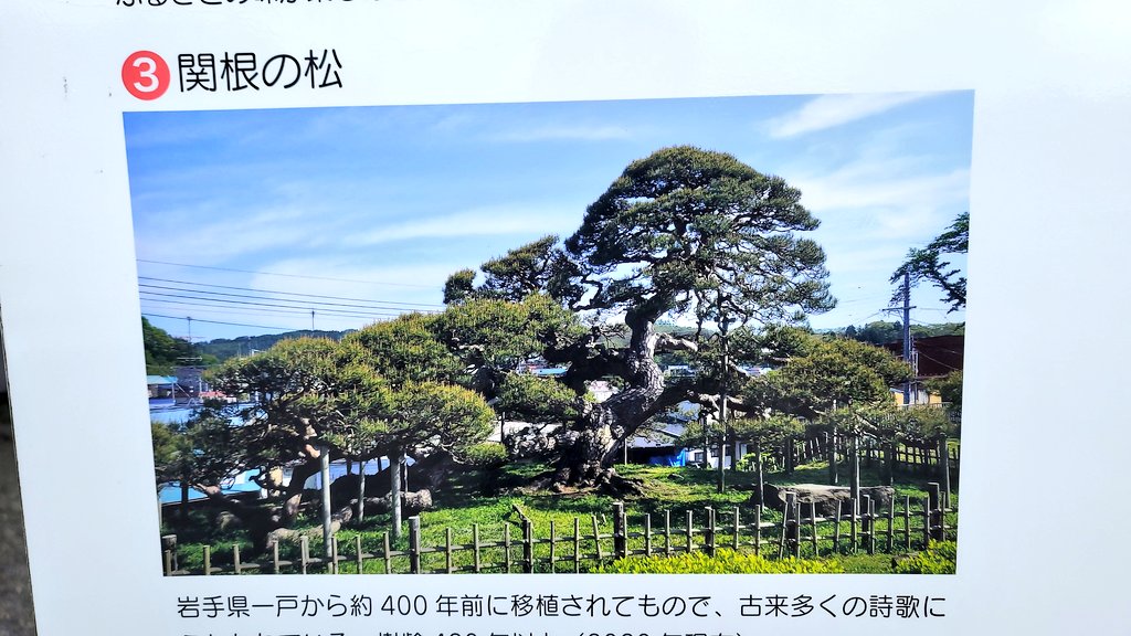 青森県の天然記念物の『関根の松』の案内看板