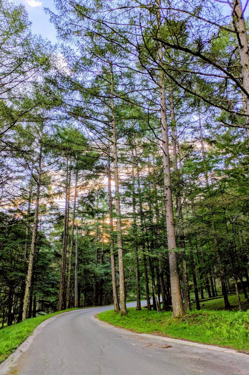 長野・立原高原キャンプ場の木立に囲まれた小道。緑の中で自然を感じる風景。バイクツーリングのキャンプにも最適なキャンプ場の道。