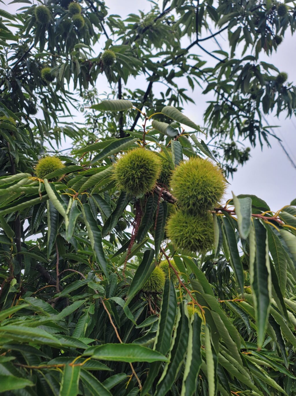 小布施の栗の木に大粒の栗がたわわに実っている様子を写した写真。