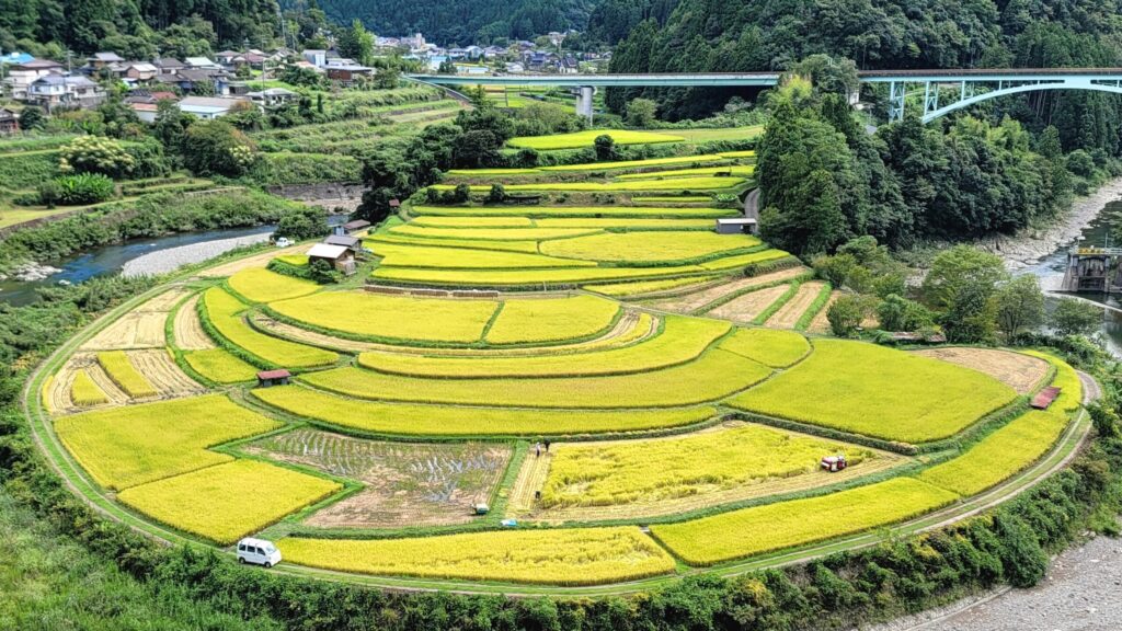和歌山・あらぎ島の棚田、稲刈り前の山間風景