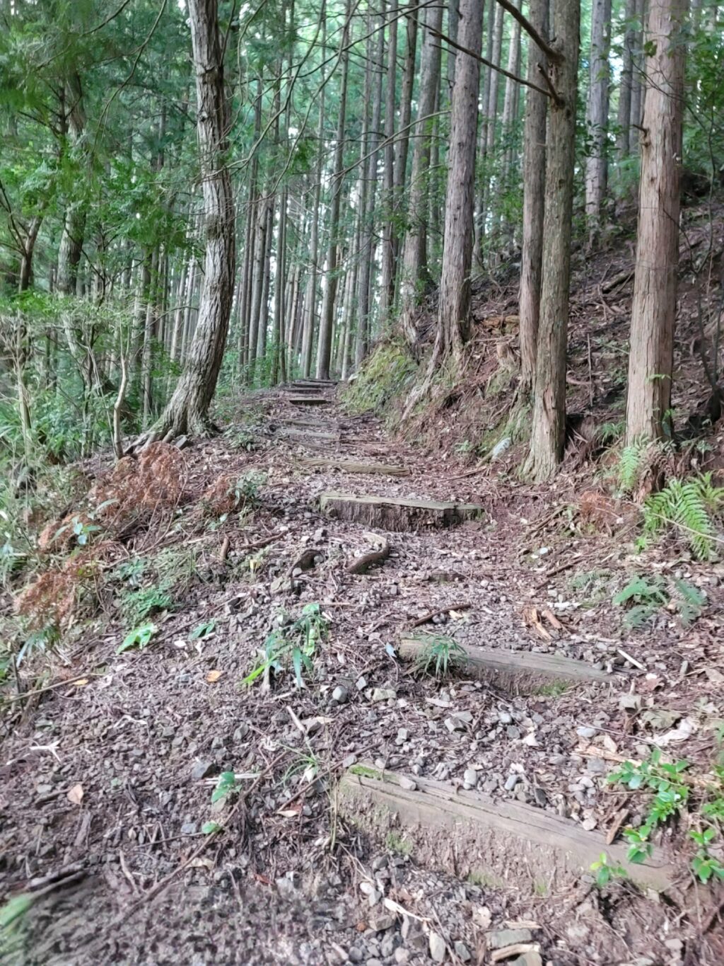 和歌山県田辺市中辺路町近露、熊野古道沿いの牛馬童子像へ続く古道の風景。木々に囲まれた静かな舗装林道が山里の自然を映す。