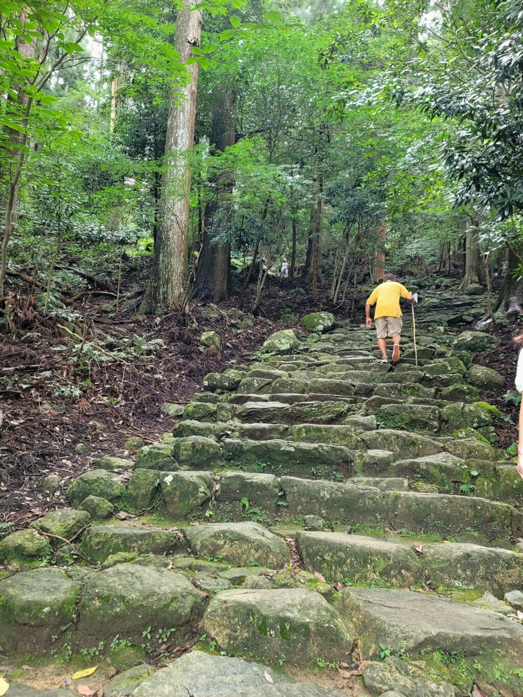 那智大社参道の苔むした石畳、静かな緑の景色