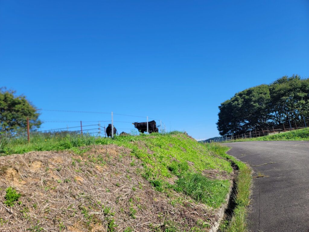 山形・月山高原牧場で牧草を食べる黒牛たちの穏やかな風景