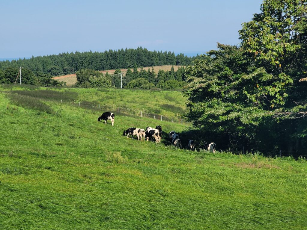 山形・月山高原牧場でのんびり草を食むホルスタインの群れ