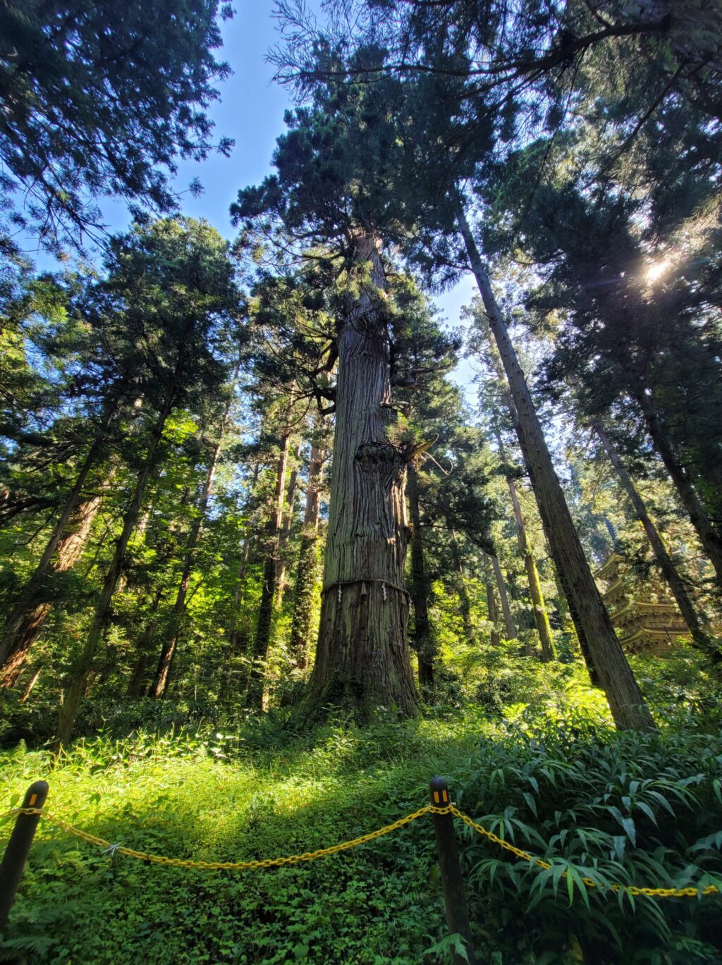 羽黒山の爺杉を下から見上げた写真。樹齢千年以上の巨大な杉の幹と枝ぶり