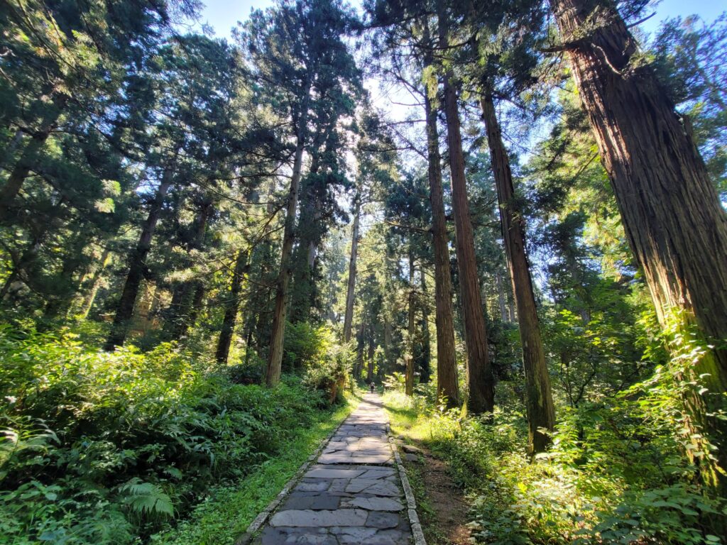 羽黒山の杉並木参道を歩く風景。樹齢を重ねた杉の木々に囲まれた神聖な道