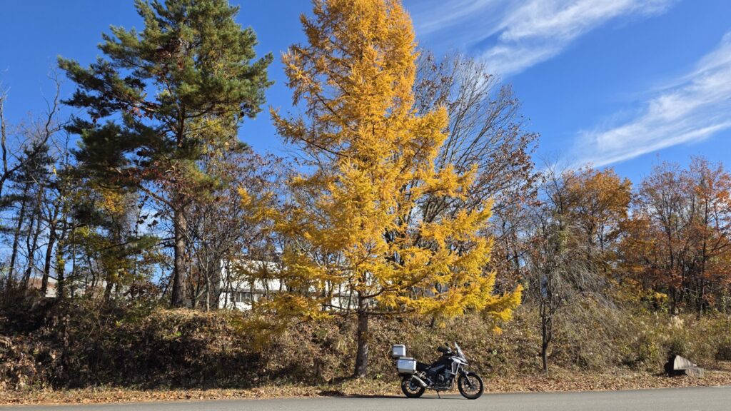 白馬松川沿いの大イチョウの木の下で400Xと撮影