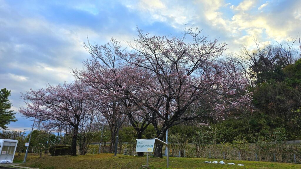 中央道境川インターの桜