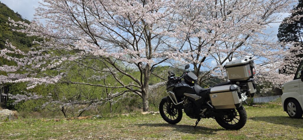 山間に咲く満開の桜とツーリングバイク 春の古座川周辺
