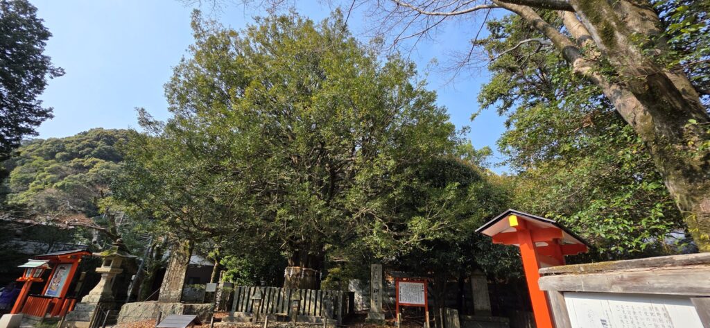 熊野速玉大社のご神木のナギの大木