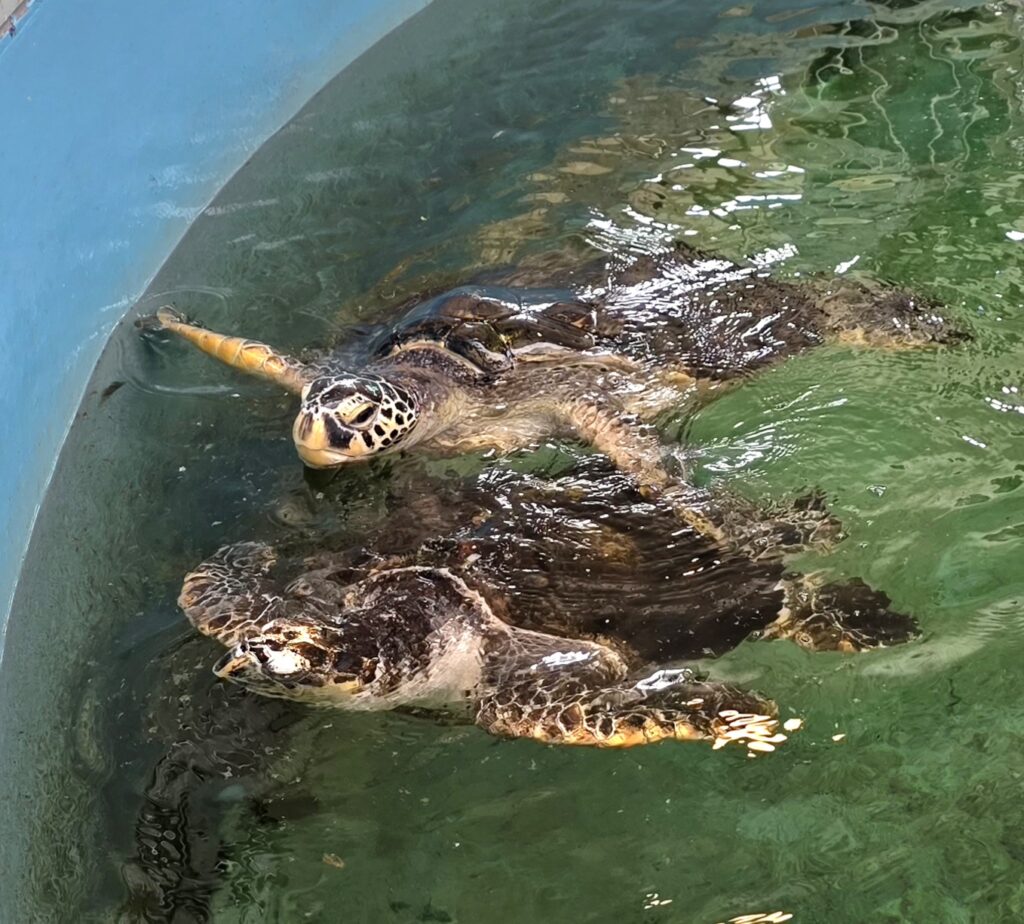 道の駅紀宝ウミガメ公園のウミガメが水槽で泳いでいる様子