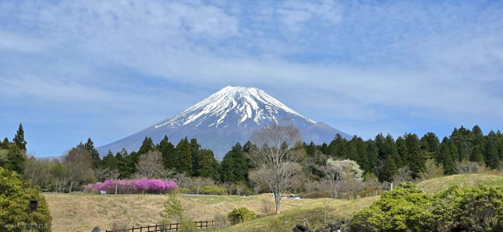 富士山こどもの国から見える富士山の風景