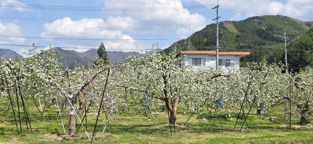 長野県小川村周辺のリンゴ畑でリンゴの白い花が咲いている様子