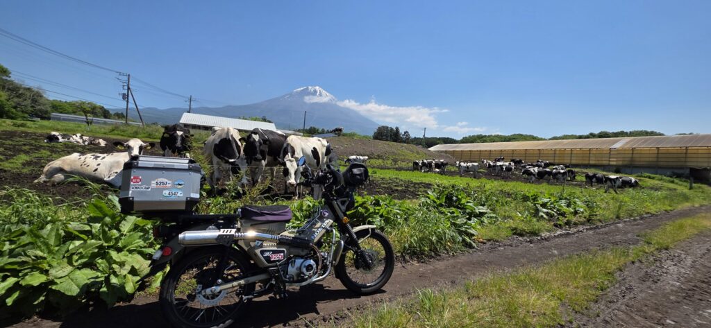 朝霧高原で放牧されている牛、富士山が見える放牧場所でハンターカブと撮影