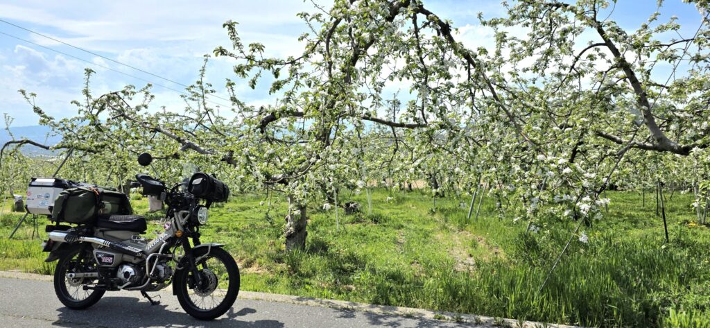 長野県小川村のリンゴ畑とハンターカブの風景