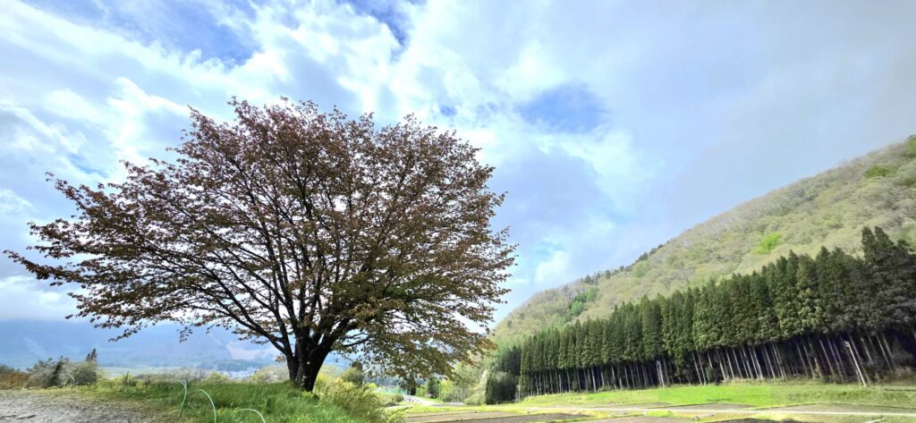 長野県白馬村野平の一本桜。