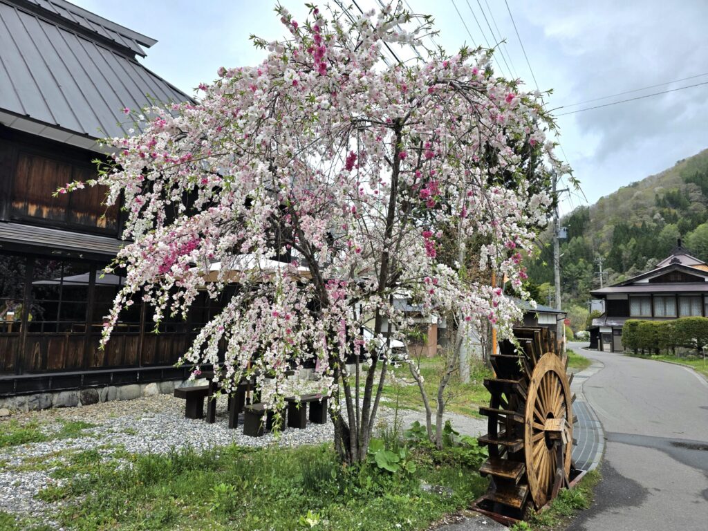 長野県白馬村大出公園の花桃が綺麗に咲いている様子