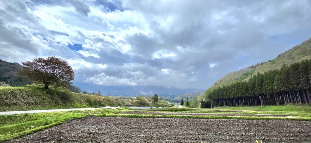 長野県白馬村野平地区の北アルプス、一本桜、田園を見渡す風景