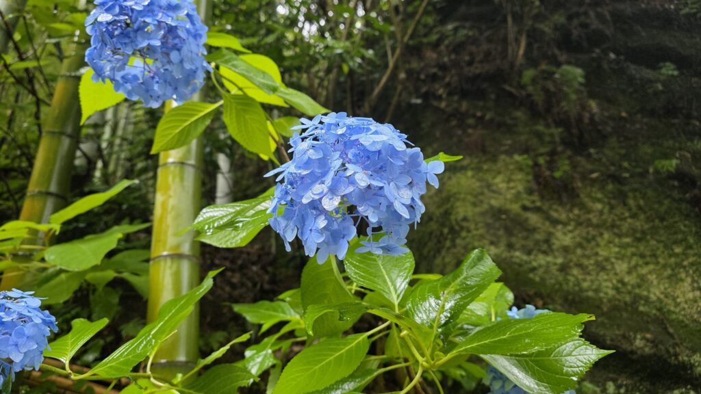 鎌倉明月院の紫陽花
