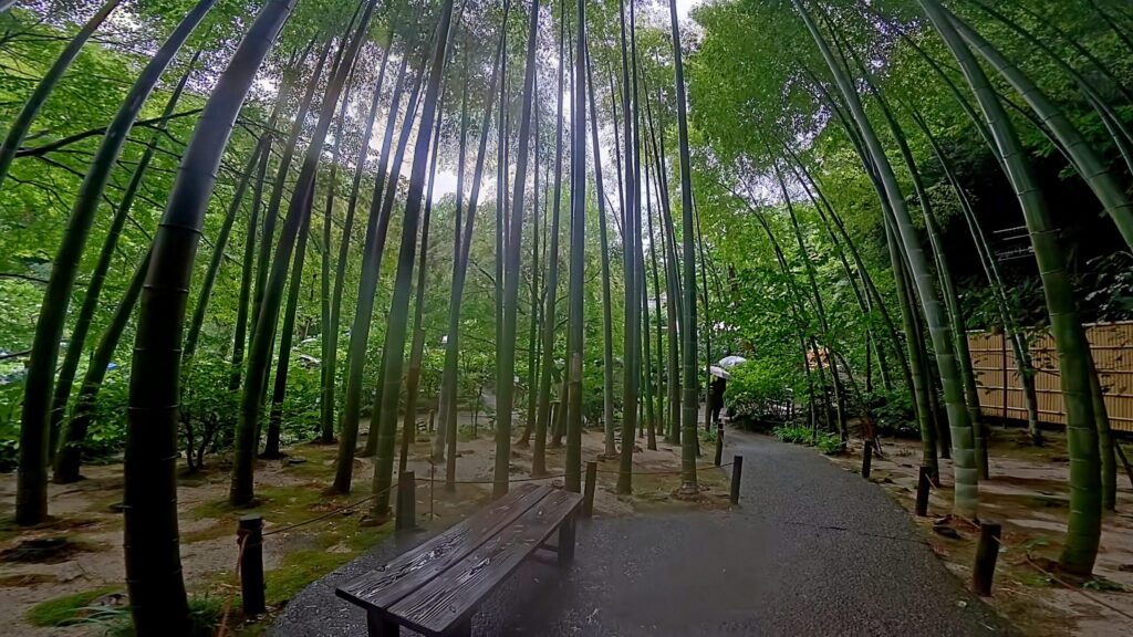 鎌倉・明月院の竹林