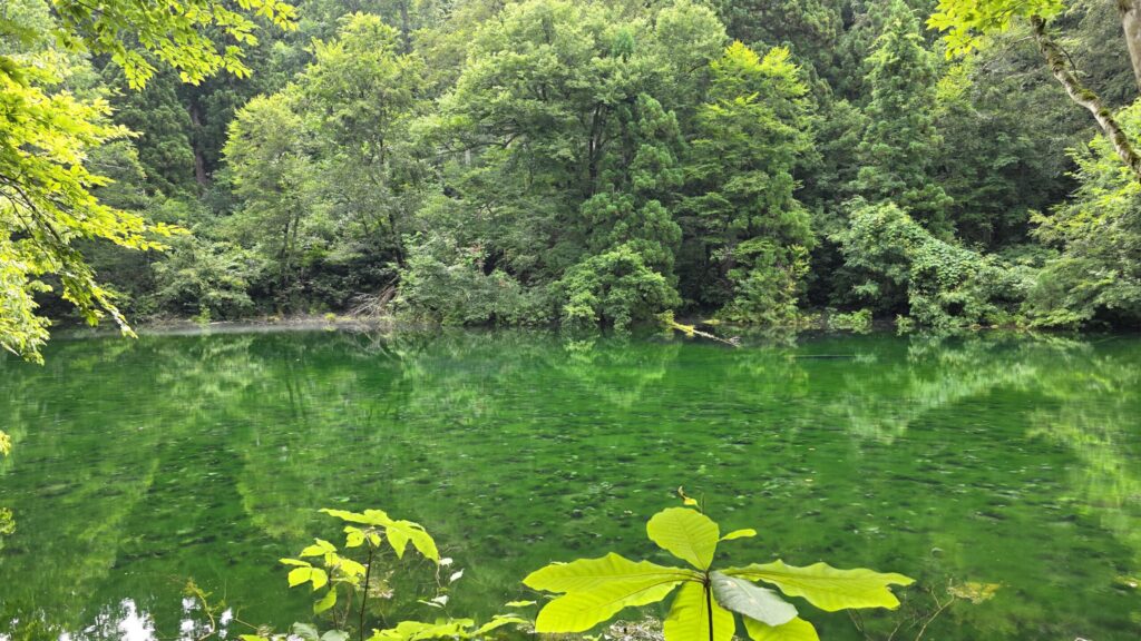 龍ヶ窪の水面に浮かぶ森林。水面が鏡のようになっている。