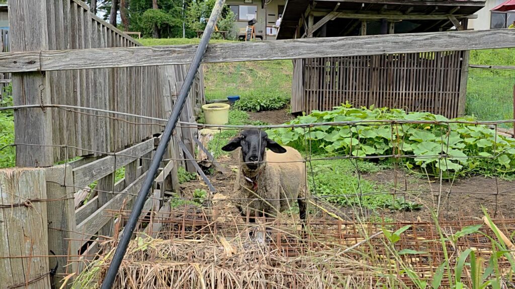 長野県大町農園カフェラビットで飼育されている羊たち