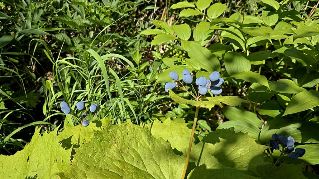 栂池自然園のサンカヨウの実