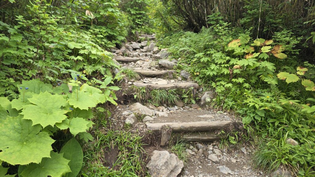 栂池自然園の登山道