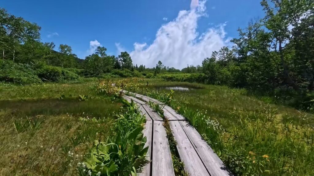 栂池自然園の湿原の木道