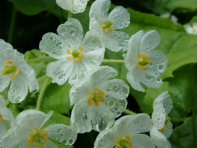 サンカヨウの花。雨に濡れて透明になった花びらの様子